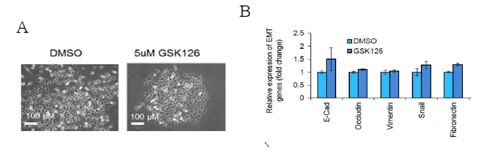 PRC2 활성 억제제인 GSK126라는 약을 투여하였을 때 MET를 야기하는 여부 확인 a. GSK126 투여후 형태적으로 MET 전환을 보임. b. EMT에 관련된 분자마커들의 확인결과 EMT에는 관련이 없음을 확인함. (unpublished)