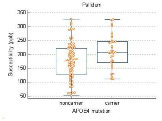 APOE4 유무에 따른 globus pallidus의 뇌철분량 (suceptibility)차이