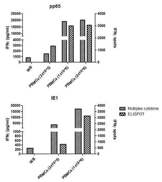 정상인 CMV-ELISPOT과 multiplex cytokine 비교 결과