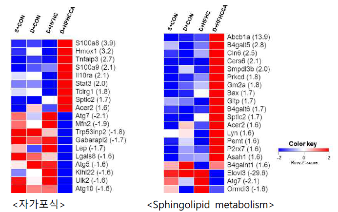 DEN 모델에서 식이에 따른 자가포식 및 스핑고지질 대사 관련 유전 발현 비교(fold change: HFHCCA vs. HFHC)