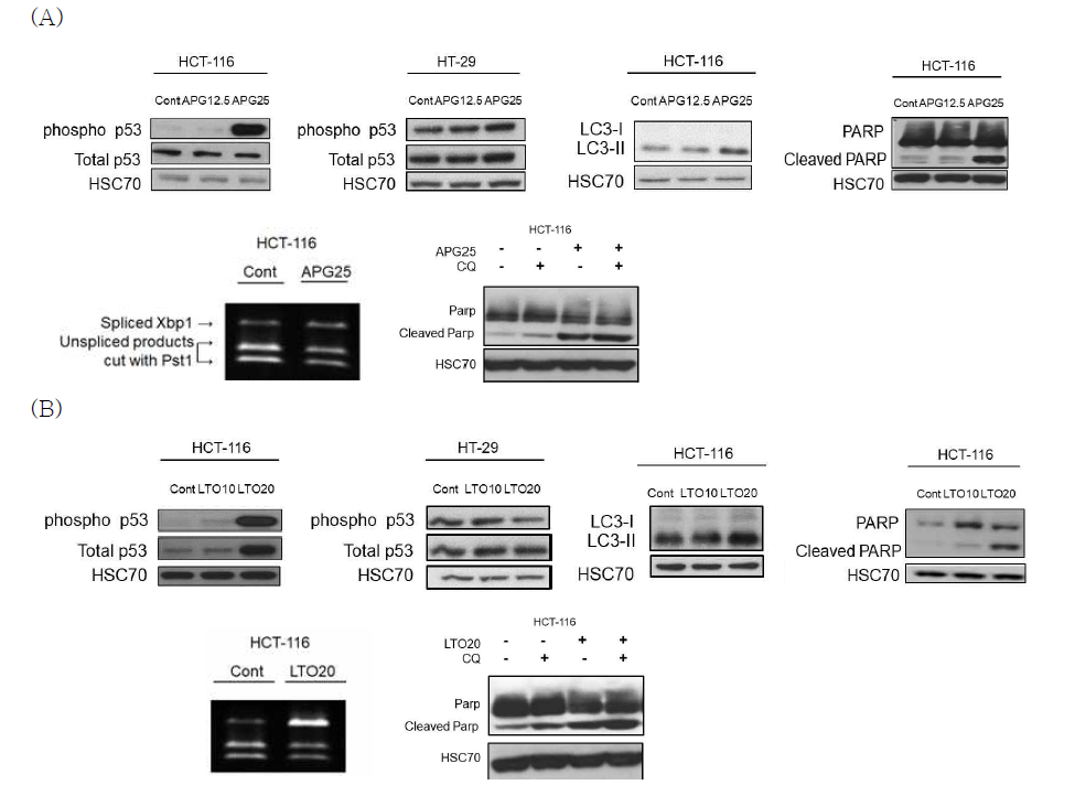 대장암세포주를 이용한 (A)아피제닌과 (B)루테올린의 자가포식 조절 및 항암효과 평가
