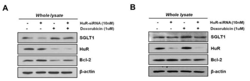 Doxorubicin을 처리한 심근세포 (A) H9c2 cell, (B) HL-1 cell 에서 HuR의 발현 변화와 HuR siRNA 처리 효과