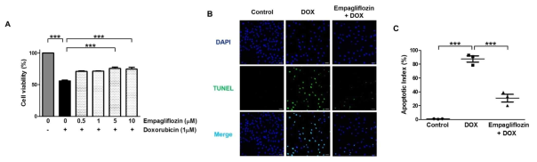 Doxorubicin으로 유발된 세포 생존율 감소에 대한 empagliflozin 처리 효과