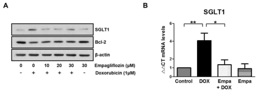 Doxorubicin으로 증가된 SGLT1에 대한 empagliflozin 처리 효과