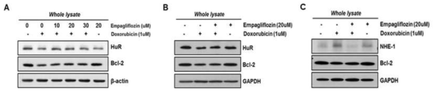 Doxorubicin으로 발현이 변화된 HuR 및 NHE1에 대한 empagliflozin 처리 효과