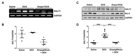 동물 모델에서 doxorubicin으로 증가된 SGLT1에 대한 empagliflozin 처리 효과