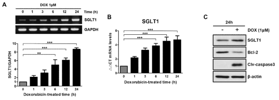 Doxorubicin을 처리한 심근세포에서 SGLT1 mRNA 및 단백질 발현