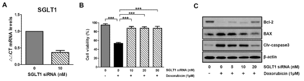 Doxorubicin으로 유발된 세포 생존율 감소에 대한 SGLT1 siRNA 처리 효과