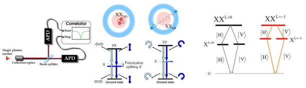 HBT실험의 g(2)값을 통해 단일광자를 확인하고, 양자점-양자링 사이에 존재하는 바이엑시톤 편광얽힘의 정도를 파악한다. 양자링의 궤도각운동량 사이의 다중 얽힘도 함께 관측한다. 이 두 경우 스펙트럼 요동효과에 특히 주목해야 한다