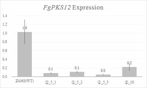 FgPKS12 유래 sRNA construc 함유 형질전환체 내 FgPKS12 발현양
