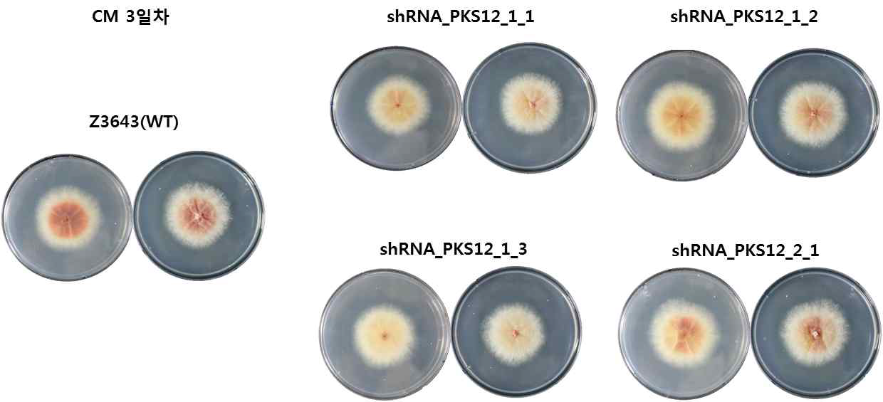 FgPKS12 염기서열 유래 sRNA construct를 이용하여 확보한 F. graminearum 형질전환체의 CM 배지 접종 후 3일 차 균사 생장 및 색소형성