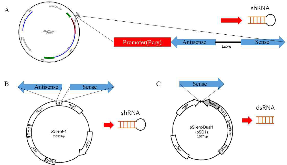 본 연구에서 RNAi construct 제조에 사용된 plasmid DNA 종류. A: pBCATPH-PCry, B: pSilent-1, C. pSilent-Dual1