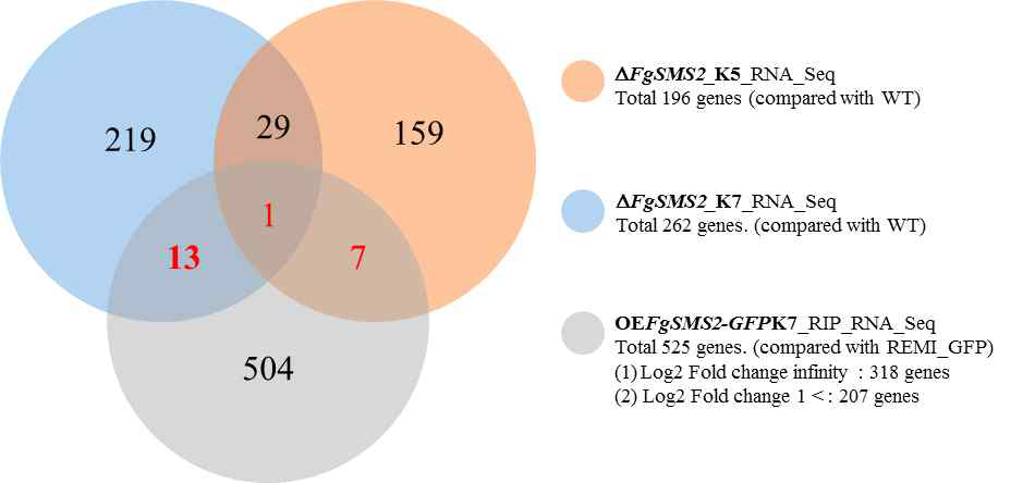 △FgAGO2_균주의 K5와 K7조건에서 up-regulation된 유전자집단과 RIP 해독 전사체 집단의 비교