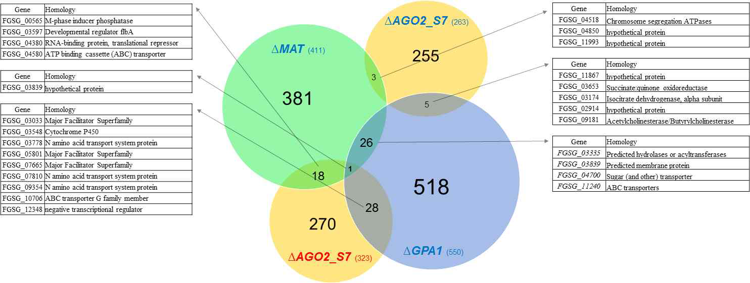 △FgAGO2_균주의 유성생식 유도 7일 차 조건에서 up-regulation(263종)과 down-regulation (323종)된 유전자 집단과 △MAT, △GPA1 균주의 up-regulation 유전자 집단사이 비교와 각 그룹 사이 주요 공통 유전자의 목록