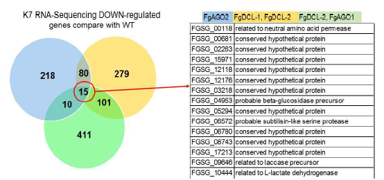 WT과 비교하여 △FgAGO2, △FgDCL1:△FgDCL2, △FgDCL2:△FgAGO1 균주에서 down-regulation된 유전자 집단사이 비교 분석