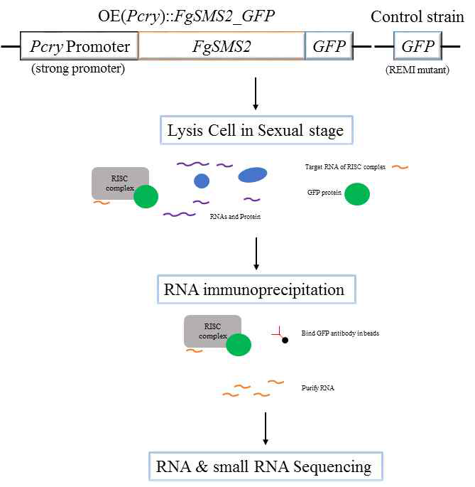 RNA Immunoprecipitation (RIP)-sequencing 모식도