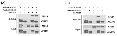 ATG101단백질 C-말단의 ATG14-Vps34 complex와 결합에서의 중요성