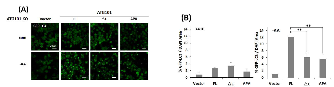 ATG101단백질 C-말단의 autophagy 활성에 미치는 중요성