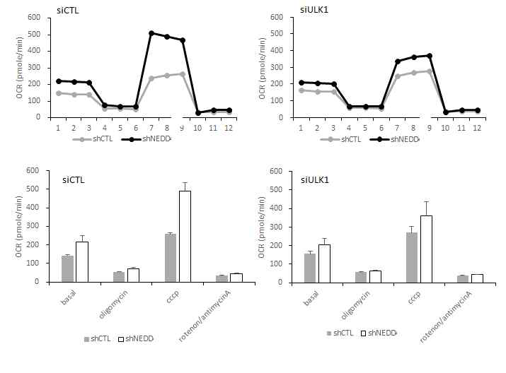 NEDD4L결핍시 증가된 세포내 미토콘드리아 산소소모량의 ULK1 KD에 의한 감소현상