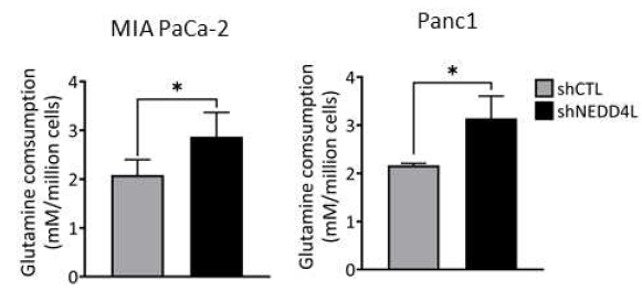 NEDD4L 결핍조건에서 세포외 glutamine 소비의 증가현상