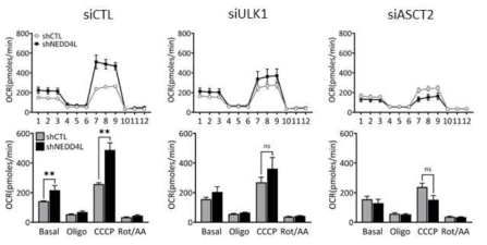 NEDD4L 결핍조건에서 증가된 미토콘드리아 활성의 ULK1과 ASCT2 knockdown 에의한 억제효과