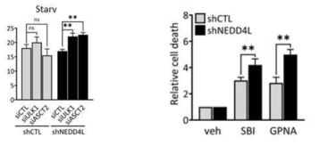 NEDD4L 결핍조건에서 증가된 미토콘드리아 활성의 ULK1과 ASCT2 knockdown 에의한 세포사멸 증가효과
