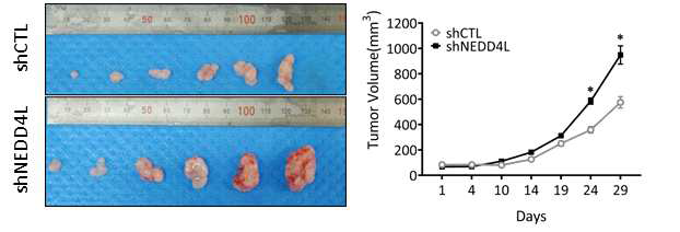 췌장암 Xenograft in vivo실험에서 NEDD4L 결핍조건의 암의 발달 증가 현상