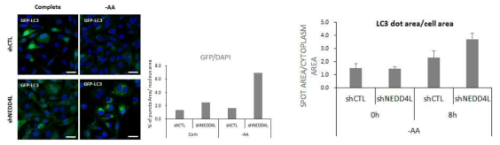 NEDD4L결핍시 autophagy 활성 증가효과