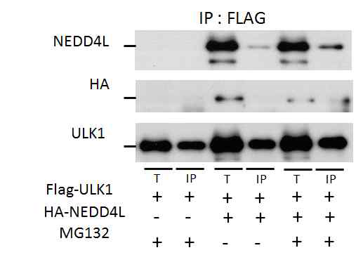 NEDD4L가 ULK1의 결합 단백질임을 제시