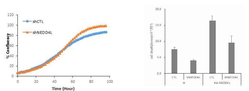 NEDD4L결핍시 세포성장 증가와 세포사멸 감소 경향