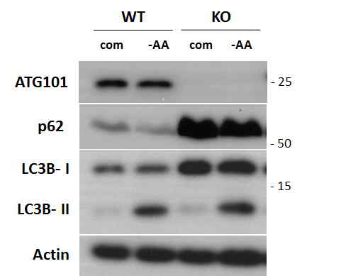Atg101 knockout에서의 Autophagy 활성저해 현상