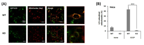 Atg101 KO조건에서 비활성mitochondria의 autophagosome으로의 localization 저해현상