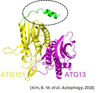 ATG101단백질 C-말단의 특이적 구조