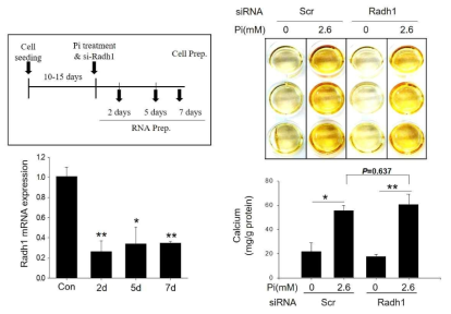 Effect of Radlh1 gene knock-down on primary mouse VSMC calcification