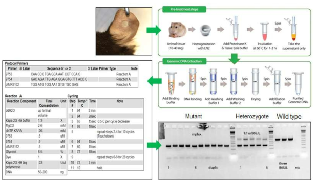 DNA screening of Aldh1a1 KO mice. Phenotypes of mice were analyzed by Semi-quantitative RT-PCR. Mice were distinguished to wild type (+/+, 665 bp), heterozygous (+/-, ~300bp and 665 bp)or homozygous (-/-, ~300bp) mutants