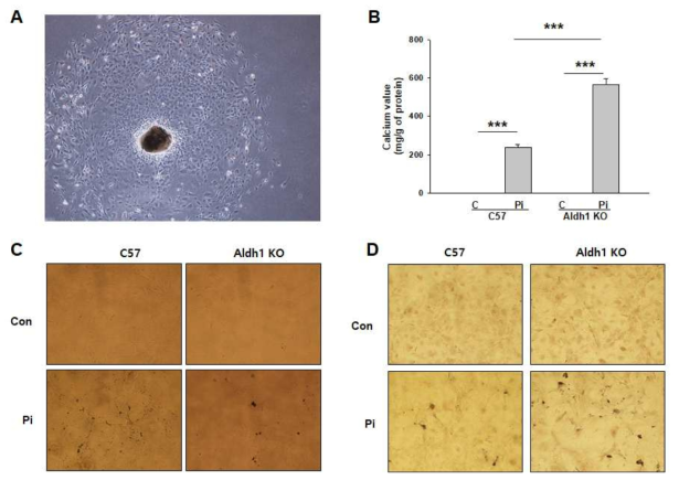 Comparison of vascular calcification between wild-type and Aldh1a1 KO primary cells. (A) primary cells were derived from a wild-type and Aldh1a1 KO mice. Primary cells were treated with Pi (2 mM) for 7 days. After incubation for 7 days, the deposition of calcium was analysed using (B) calcium assay, (C) Bright field image and (D) Alizarin red S staining. ***p < 0.001