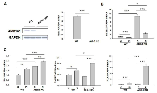 The gene expression of smooth muscle cell marker and osteoblast markers in wild-type and Aldh1a1 KO primary cells. Primary cells derived from a wild-type and Aldh1a1 KO mice were treated with Pi (2 mM) for 7 days. After incubation for 7 days, the expression of (A) Aldh1 protein and gene, (B) SM22α gene and (C) Pit-1, BMP-2 and ALP genes were measured using western blot and real time PCR, respectively. *p < 0.05, **p < 0.01 and ***p < 0.001