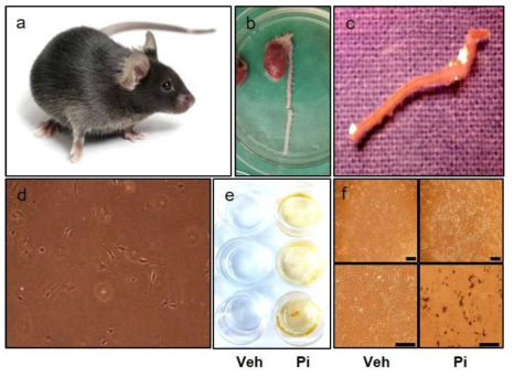 Establishment process of primary vSMC from C57BL/6 mice. a-d isolation and cell culture of primary vSMC. e, f: before and after exposure to Pi