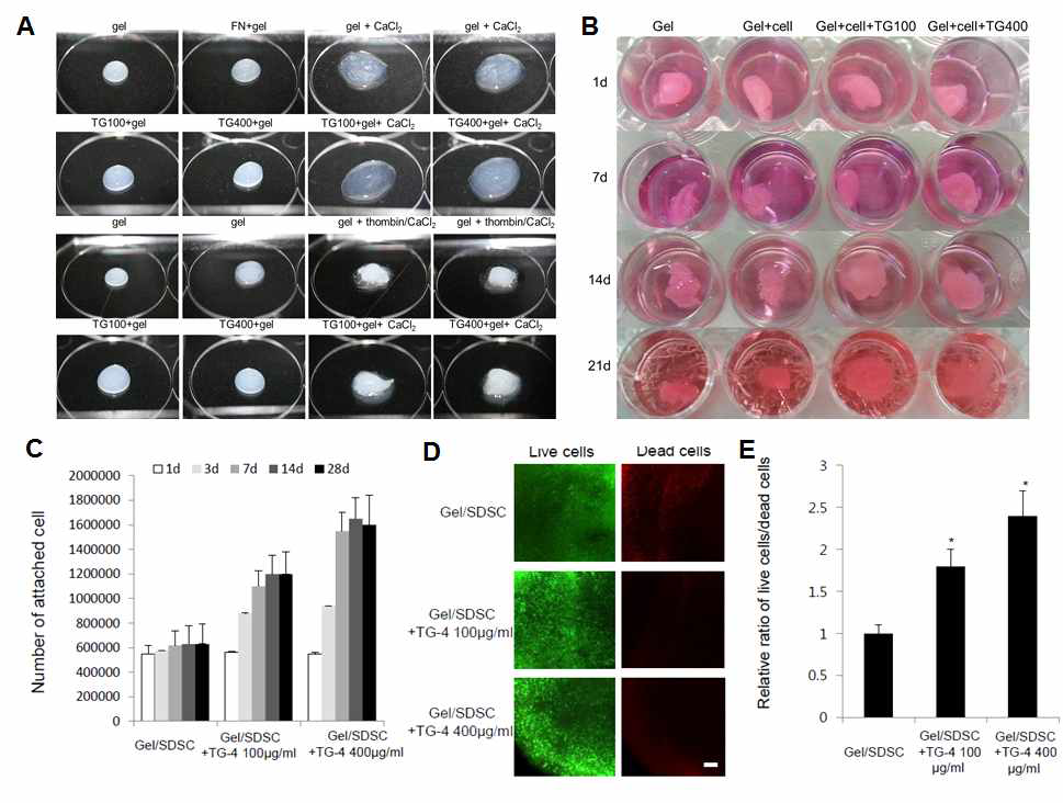 TG4를 이용한 활막줄기세포와 hydrogel의 생착능 향상 평가 A.새로이 확립한 하이드로젤의 물성 조절 B. TG4를 포함하는 활막줄기세포 전달용 하이드로젤 확립 및 배양 C.TG4를 포함하는 하이드로 젤의 줄기세포 생존율 평가 D. Live/dead cell 이미지 E. TG4농도 의존적 하이드로젤 내 활막줄기세포의 생존율 증가