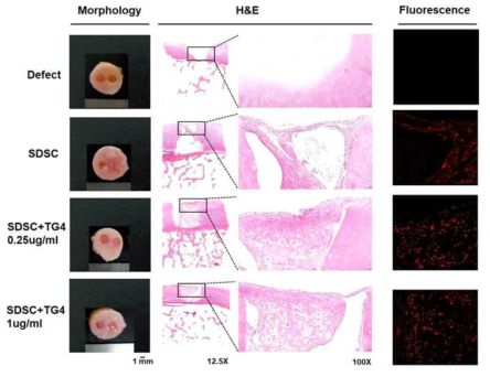 vivo 연골결손모델에서 이식된 줄기세포의 생착능 및 분화능 분석