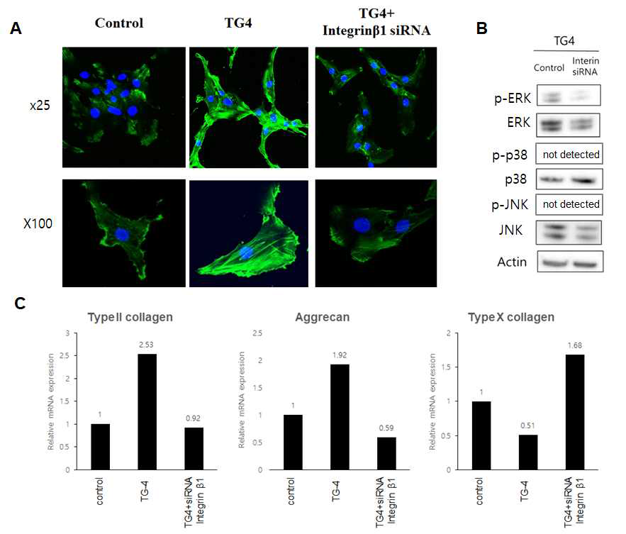 TG4에 의한 integrin β1의존적 줄기세포 생착 및 연골분화 유도 확인