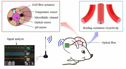 나노 인공근섬유 구동기로 구동되는 다기능 탐침을 이용한 In Vivo 생체신호 측정에 대한 개략도