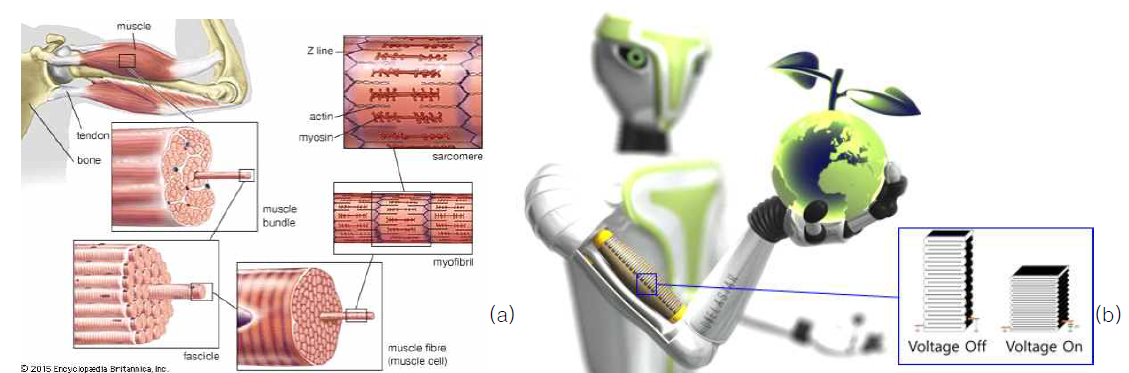 (a) 생체 근섬유 조직(skeletal muscle fiber structure)의 해부도, (b) 적층구조를 갖는 Dielectric Elastomer 구동기로 구동되는 로봇