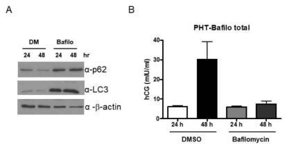 일차 배양한 영양막세포에 또 다른 autophagy inhibitor인 bafilomycin A1(Bafilo)을 처리하였을때도 syncytial differentiation시 증가되었던 hCG가 증가가 감소함을 확인함