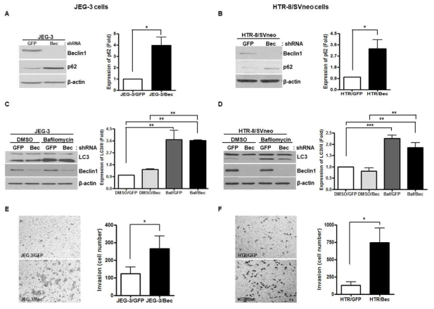 JEG3 cell과 HTR8 cells에서 각각 beclin-1 silencing 확인(A, B) 침 LC3-II의 감소를 확인하였고 (C,D) 이때 matrigel을 이용한 trophoblast invasion이 증가함을 확인함