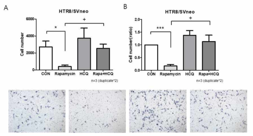 HTR8 cells에서 rapamycin(세포자식작용을 증가시키는 쪽으로 작용)에 의한 trophoblast invasion이 감소가 HCQ의 처리로 회복되어 의미 있게 증가함을 확인함