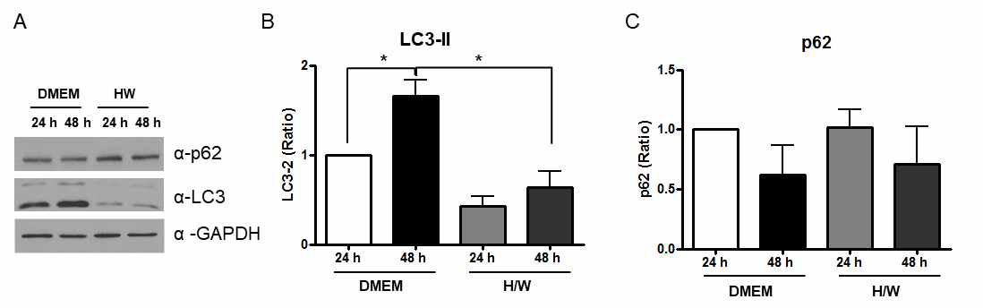 (A. B, C) 일차 배양한 영양막세포의 syncytial differentiation 유도시 LC3-II 단백이 증가하고 p62는 변화를 보이지 않음