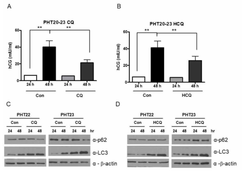 일차 배양한 영양막세포의 CQ (A) 및 HCQ (B) 처리시 syncytial differentiation시 증가되었던 hCG가 증가가 다시 감소함을 확인함. 같은 조건에서 LC3-II의 증가 및 p62가 의미있게 감소하여 autophagic activity는 감소하였음 (C, D)