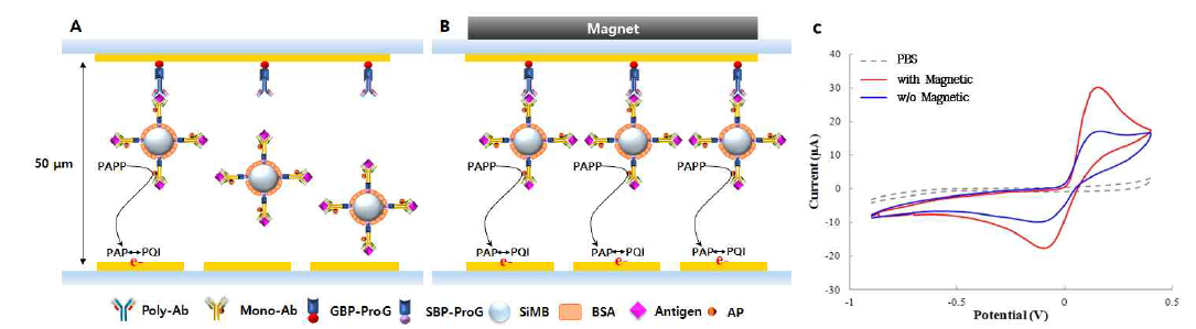 칩 천장부 자석의 유무에 따른 전기화학적 신호의 변화. (A) 천장부 자석이 없는 칩의 내부 모식도, (B) 천장부 자석이 있는 칩의 내부 모식도, (C) 천장부 자석에 의한 전기화학적 신호의 증가 유도를 확인하기 위한 CV 데이터