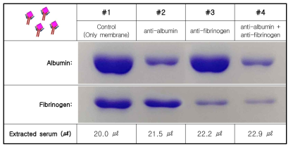 알부민 항체와 피브리노젠 항체를 사용하여 제거되는 알부민 및 피브리노젠의 양